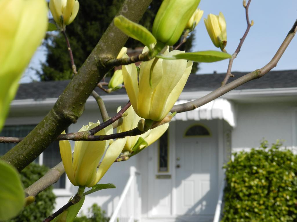 Serenity Bed and Breakfast Burnaby Exterior foto